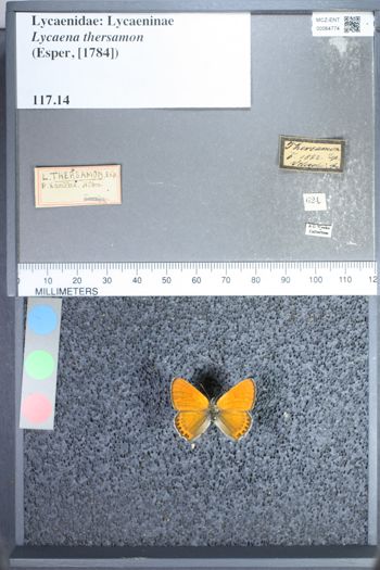Media type: image;   Entomology 64774